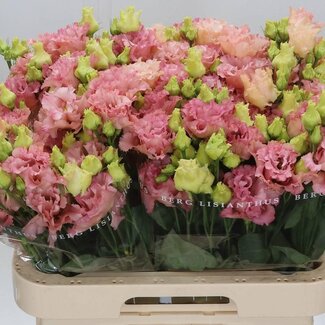 Freshy Eustoma Gevuld Corelli Coral