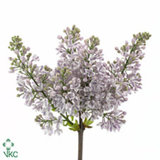 Freshy Sering Vulg Lila Wonder 4 Kop