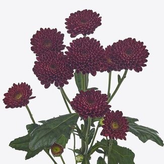 Freshy Chrysanthemum Chrysant Santini XL “Jinda Red” | Kleur: Rood | Lengte ± 55 centimeter | Per 25 stelen