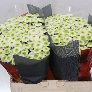 Freshy Chrysant santini Maverick White X L