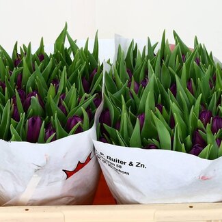 Freshy Tulp dubbel Saffiro