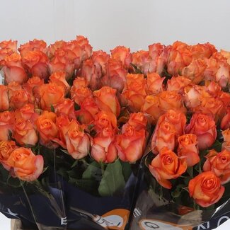 Freshy Rosa Twilight