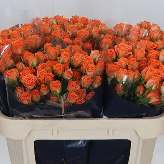 Freshy R tros Picanto