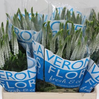 Freshy Veronica Smart Luna