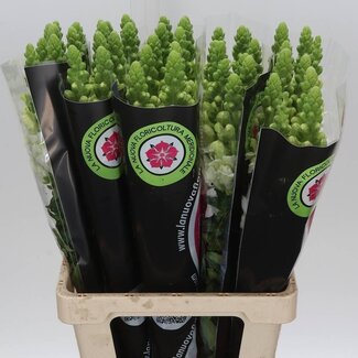 Freshy Antirrhinum Poto. White 70cm