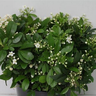 Freshy Choisya 250gr (p. bos)