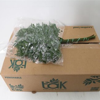 Freshy Ledervaren Klein x20 (p. bos)