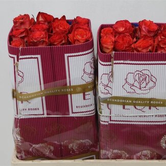 Freshy Grootbloemige Roos “High & Magic Orange” | Kleur: Rood | Lengte ± 50 centimeter | Herkomst Ecuador | Per 25 stelen