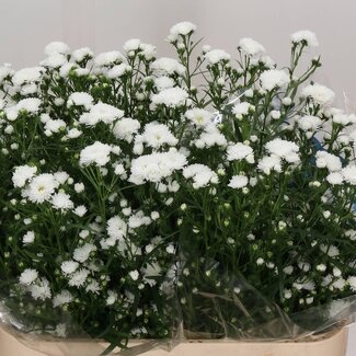 Freshy Aster Cassy Hollands