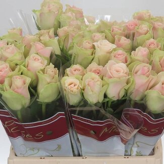 Freshy Rozen “La Belle” | Kleur: Roze | Lengte ± 40 centimeter | Per 20 rozen