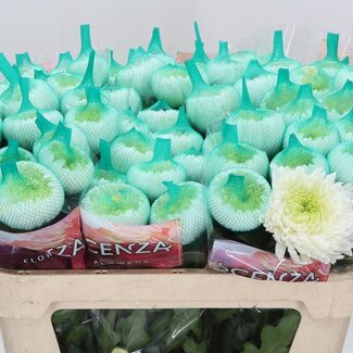 Freshy Chrysant deco Magnum