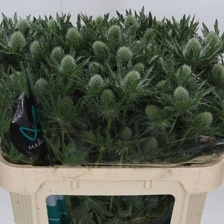 Freshy Eryngium “Gemini Questar” | Kleur: Grijs | Lengte ± 70 centimeter | Per 10 stelen