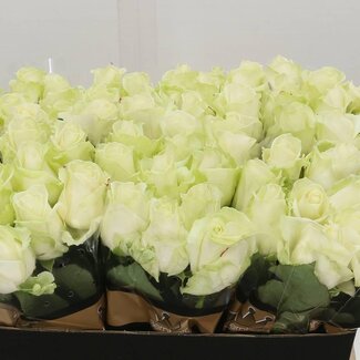 Freshy Rosa Avalanche Optimum