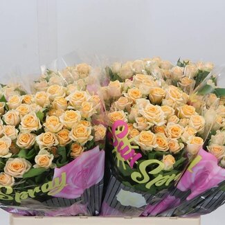 Freshy R tros Trinity