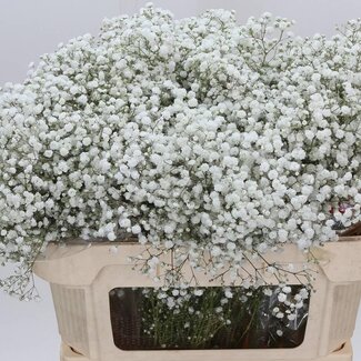 Freshy Gyps Pa Xlence