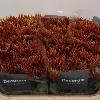 Freshy Chrysant deco Saffina Dark
