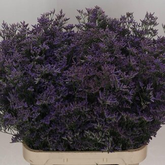 Freshy Limonium Saf Classic Blue