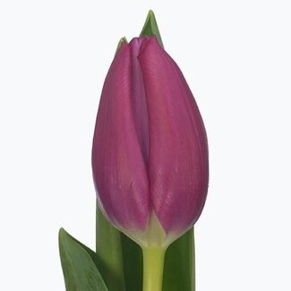 Freshy Tulp enkel Pink Ardour