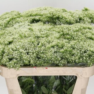 Freshy Trachelium Wh Lake Michig