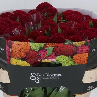 Freshy Celosia C Reprise Velvet