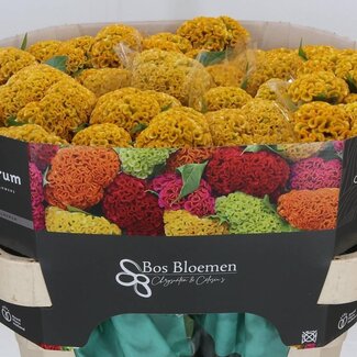 Freshy Celosia C Reprise Gold