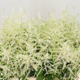 Freshy Astilbe Japonica “Whasingthon” | Kleur: Wit | Lengte ± 60 centimeter | Per 10 stelen