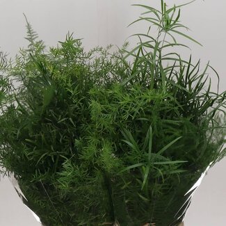 Freshy Asparagus Gem In Bos