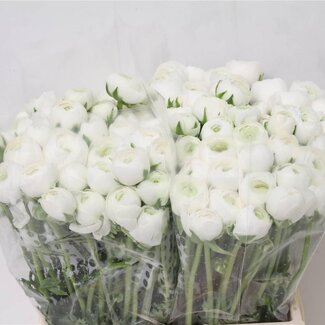 Freshy Ranunculus Eleg X50 White