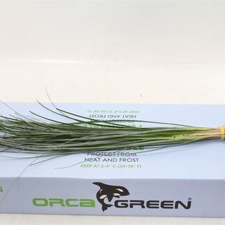 Freshy Beargrass x40 (p. bos)