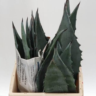 Freshy Agave Blad 40cm