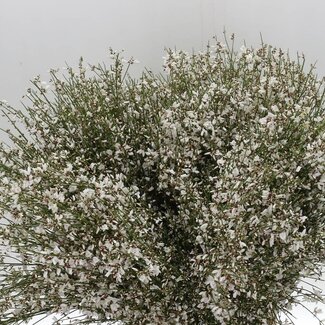 Freshy Ginster Brem “White” | Kleur: Geel | Lengte ± 65 centimeter | Gewicht 400 gram per bos | Per 2 bossen