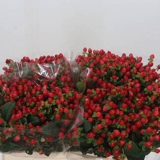 Freshy Hypericum “Magical Triumph” | Kleur: Rood | Lengte ± 50 centimeter | Per 25 stelen