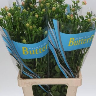 Freshy Ranunculus Ranonkel Butterfly “Magical Mascarpone” | Kleur: Gemengde Kleuren | Lengte ± 70 centimeter | Gewicht ± 65 gram per tak | Per 10 stelen