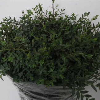 Freshy Eucalyptus Parvi 400gr (p. bos)
