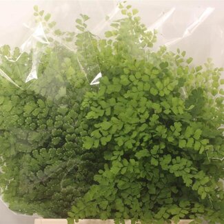 Freshy Adiantum 20 tak per Bos