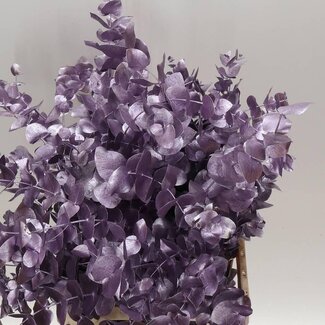 Freshy Eucalyptus Cinerea Col Purple 200gr (p. bos)