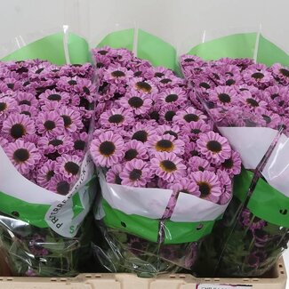Freshy Chrysanthemum Chrysant Santini “Patrese Pink” | Kleur: Roze | Lengte ± 55 centimeter | Per 25 stelen