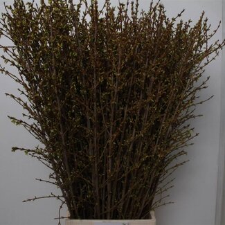 Freshy Forsythia I Spectabilis