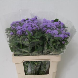 Freshy Ageratum 65cm