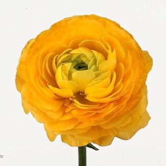 Freshy Ranunculus Ranunculus “Elegance Yellow” | Colour: Yellow | Organic | Length ± 50 centimeter | Weight ± 50 gram per stem | Per 10 stems