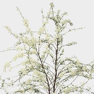 Freshy Spiraea C Grefsheim Bio
