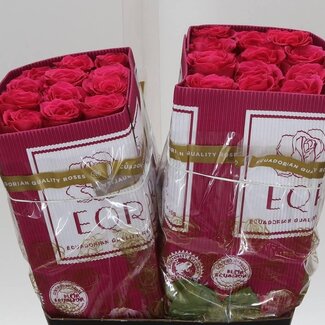 Freshy Grootbloemige Roos “Full Monty” | Kleur: Roze | Lengte ± 40 centimeter | Herkomst Ecuador | Per 25 stelen