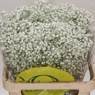 Freshy Gypsophila Paniculata Gipskruid “Xlence” | Kleur: Wit | Lengte ± 80 centimeter | Gewicht ± 30 gram per tak | Herkomst Ecuador | Per 25 stelen