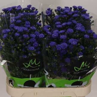 Freshy Aster Astee Dark Milka