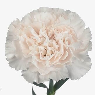 Freshy Anjer Lang Moon Golem