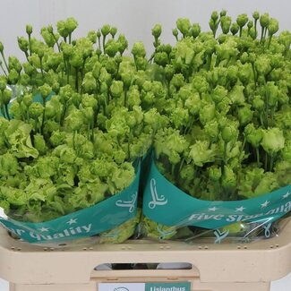 Freshy Eustoma Gevuld Rosan Emerald