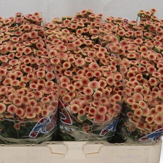 Freshy Chrysant santini Mad Salmon Tyolo