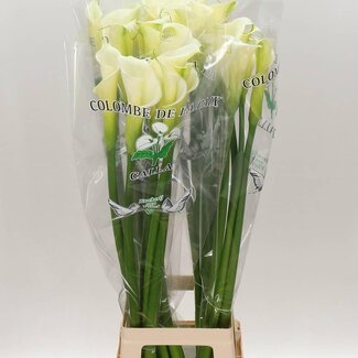 Freshy Zantedeschia Ae Colombe Paix