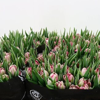 Freshy Tulp dubbel Flash Point