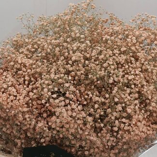 Freshy Gyps Kleurbehandeld Xlence Zalm